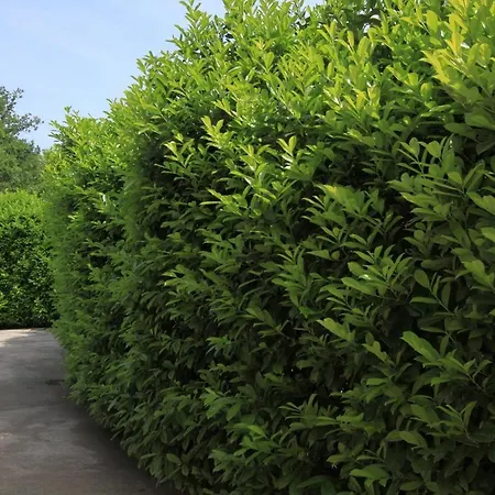 Appartement With Wifi Opric, Opatija - 7756